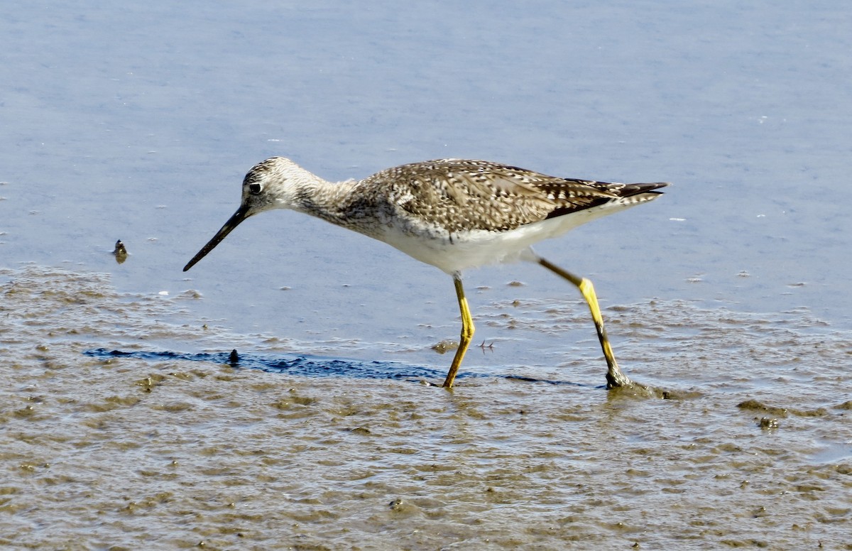 Greater Yellowlegs - Terry Hill