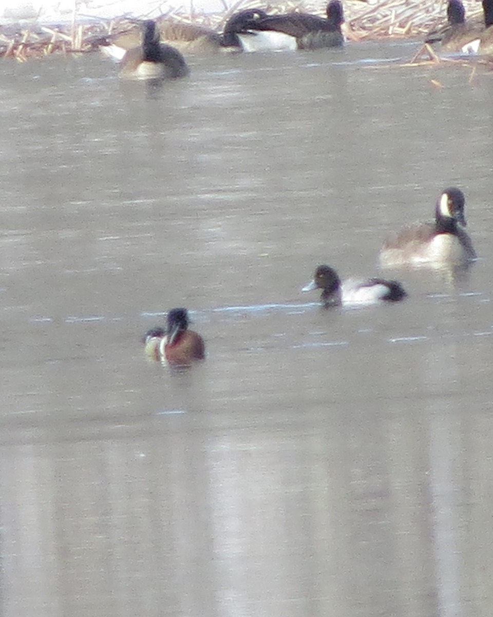 Lesser Scaup - Don Clark