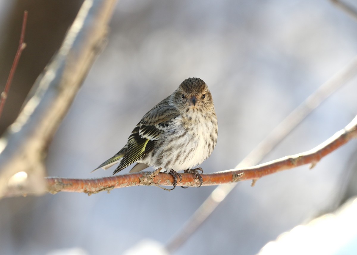 Pine Siskin - Gary Chapin