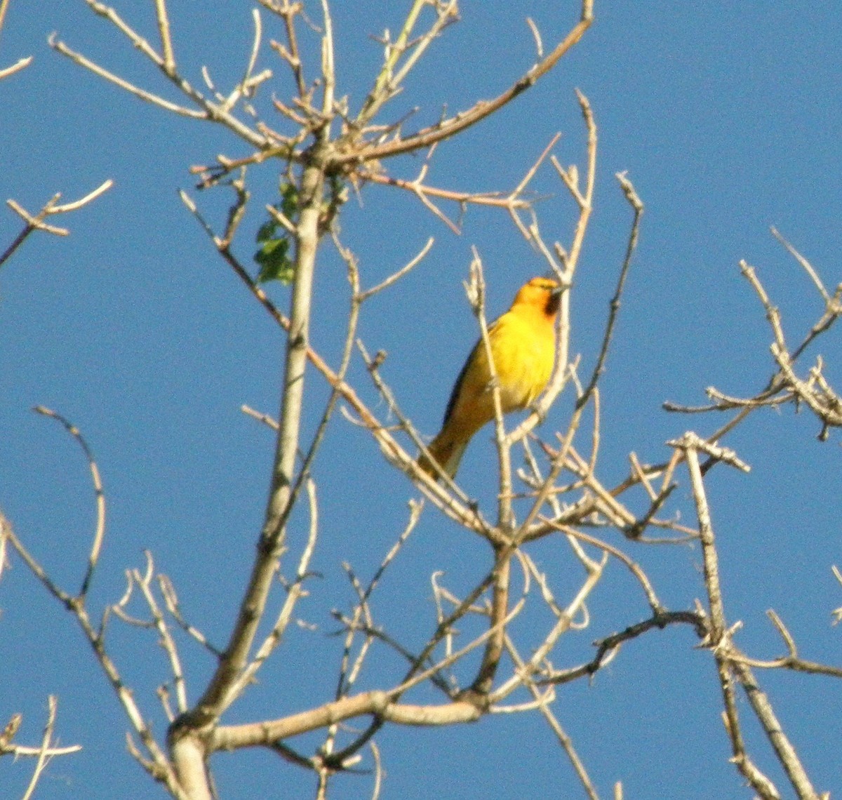 Bullock's Oriole - ML91186571