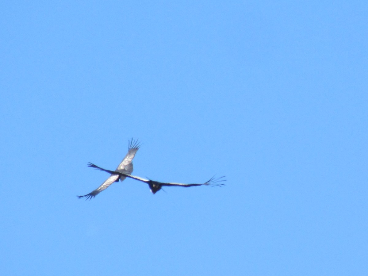 Andean Condor - ML91188861