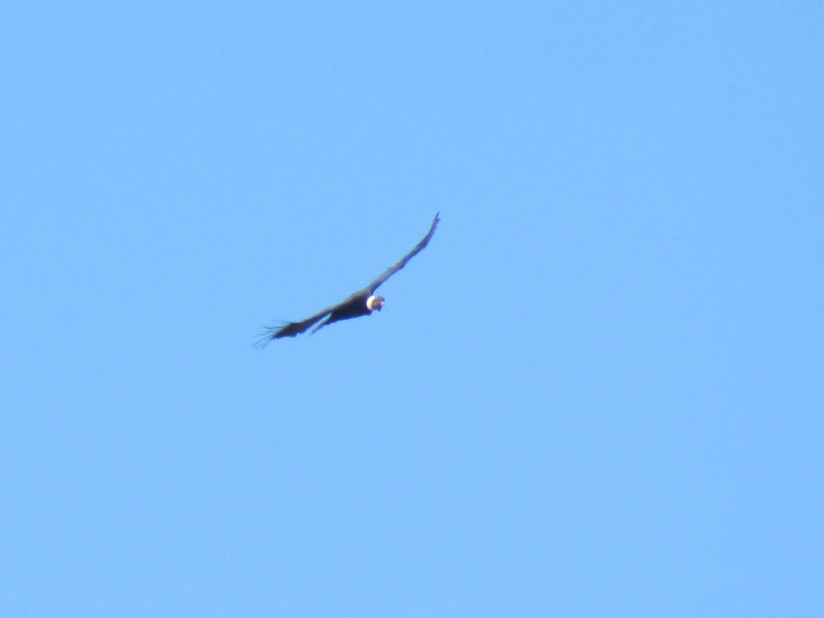 Andean Condor - ML91188891
