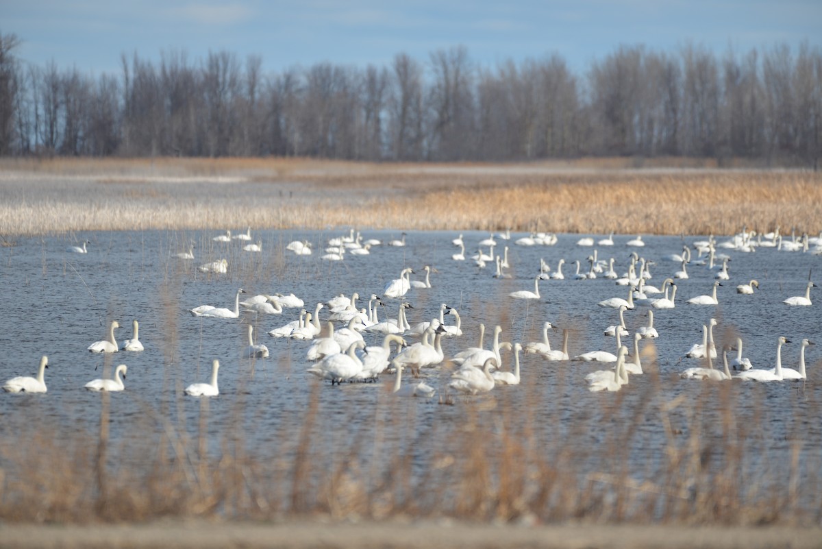 Tundra Swan - ML91190361