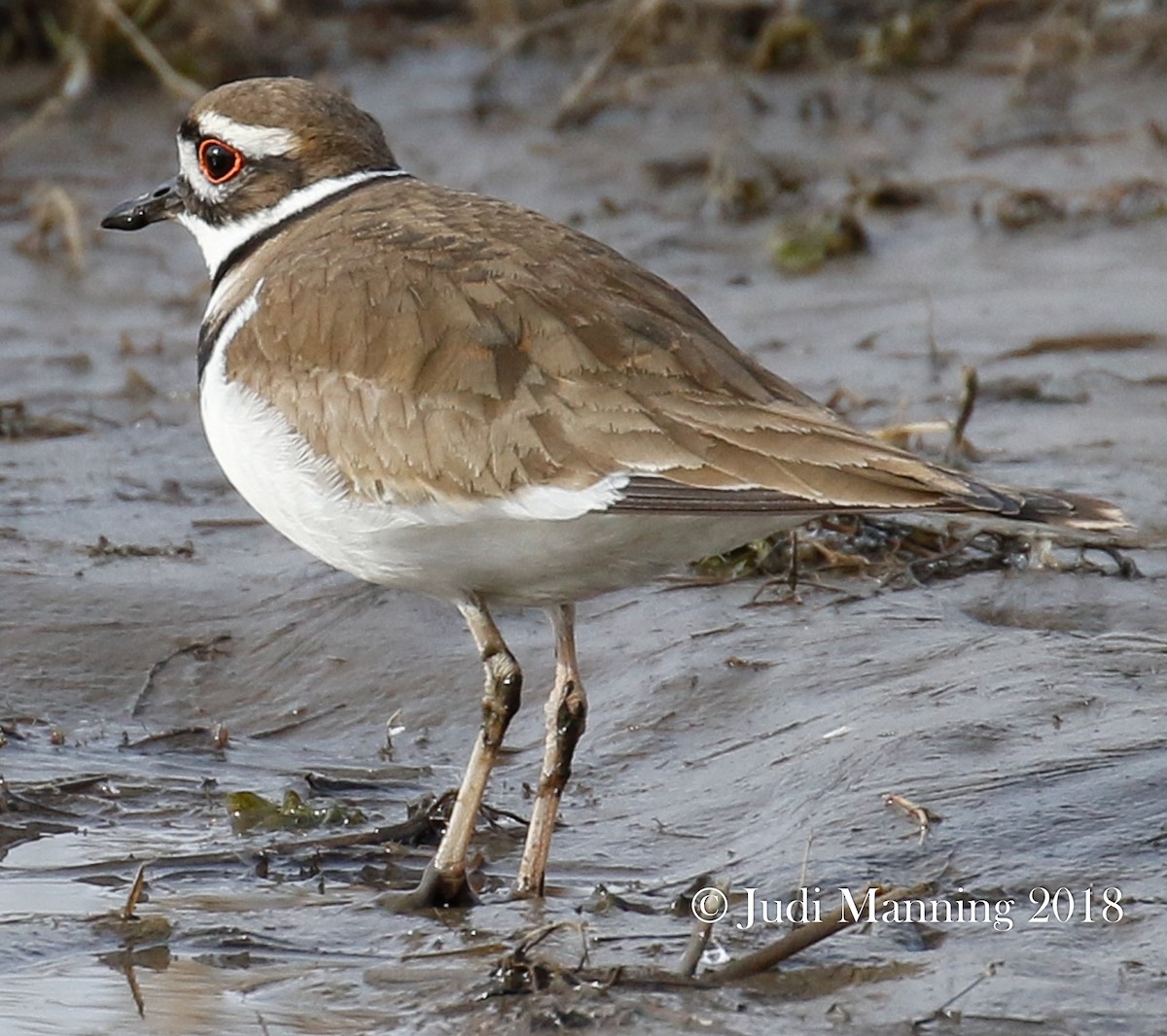 Killdeer - ML91191791