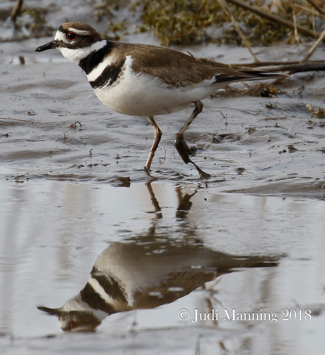 Killdeer - ML91191801