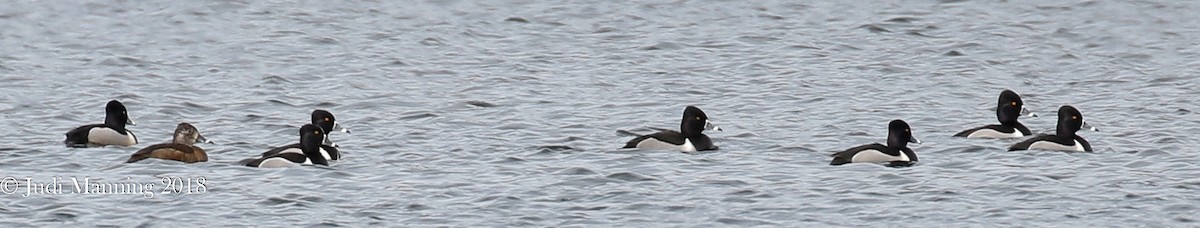 Ring-necked Duck - ML91192161