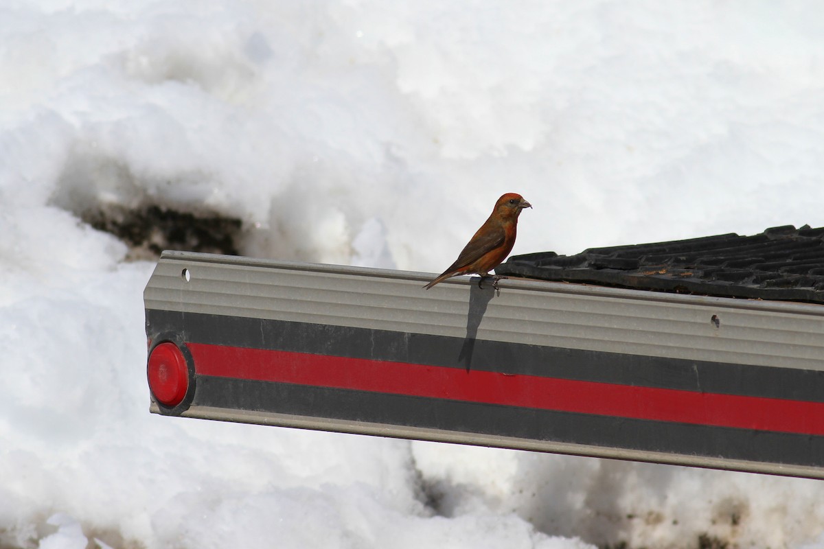 Red Crossbill - Jim Tarolli