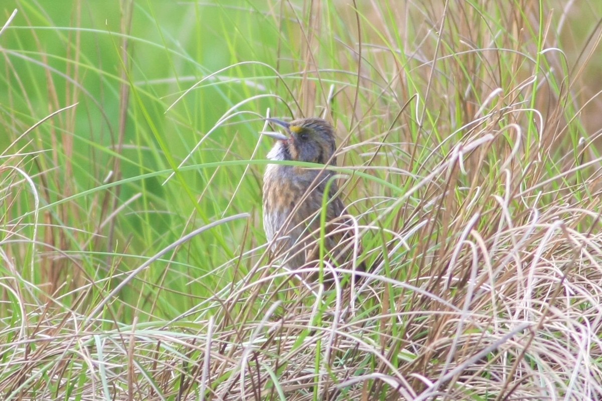 Seaside Sparrow - Wyatt Egelhoff