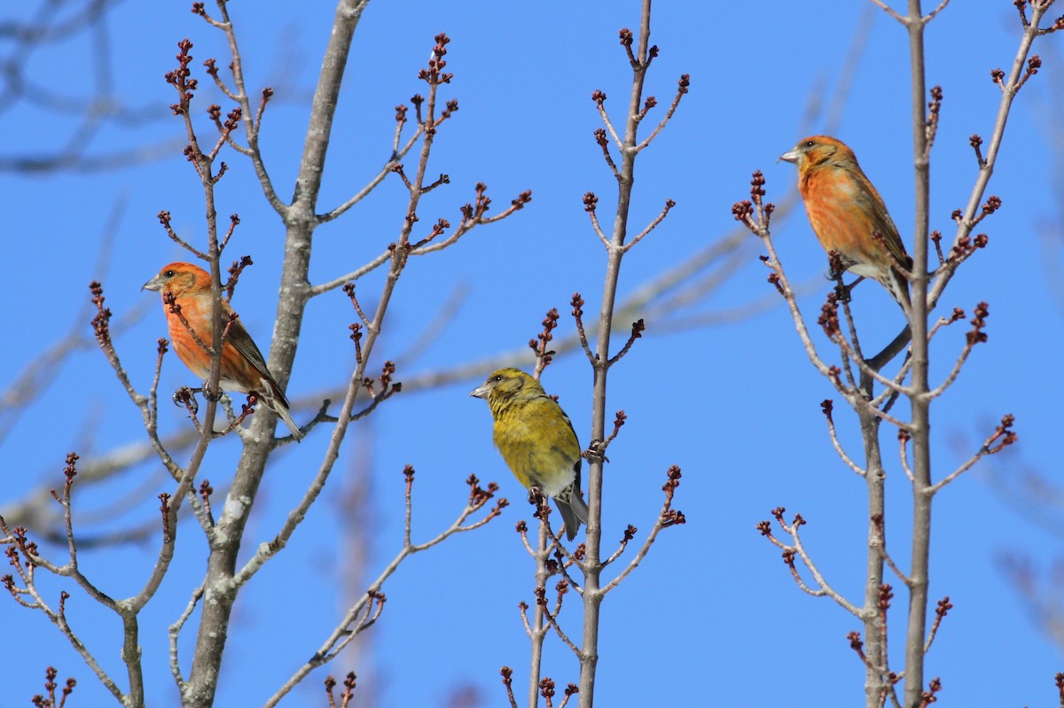 Red Crossbill - Jim Tarolli