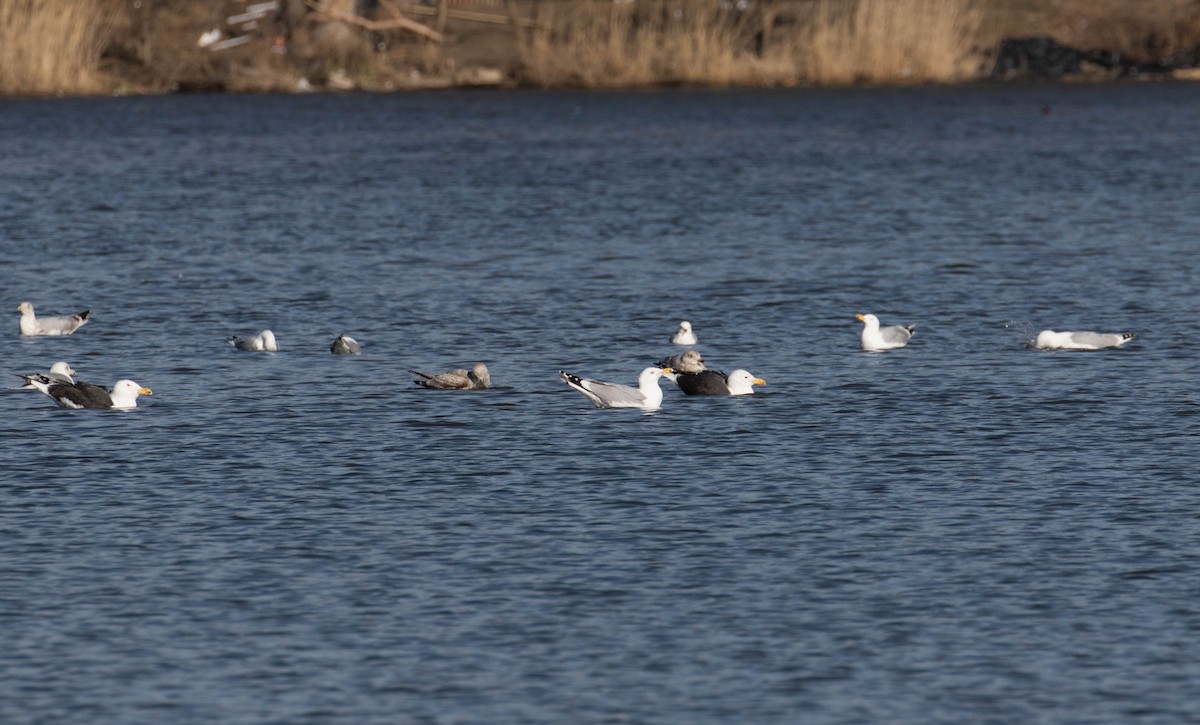 Herring Gull - ML91198941