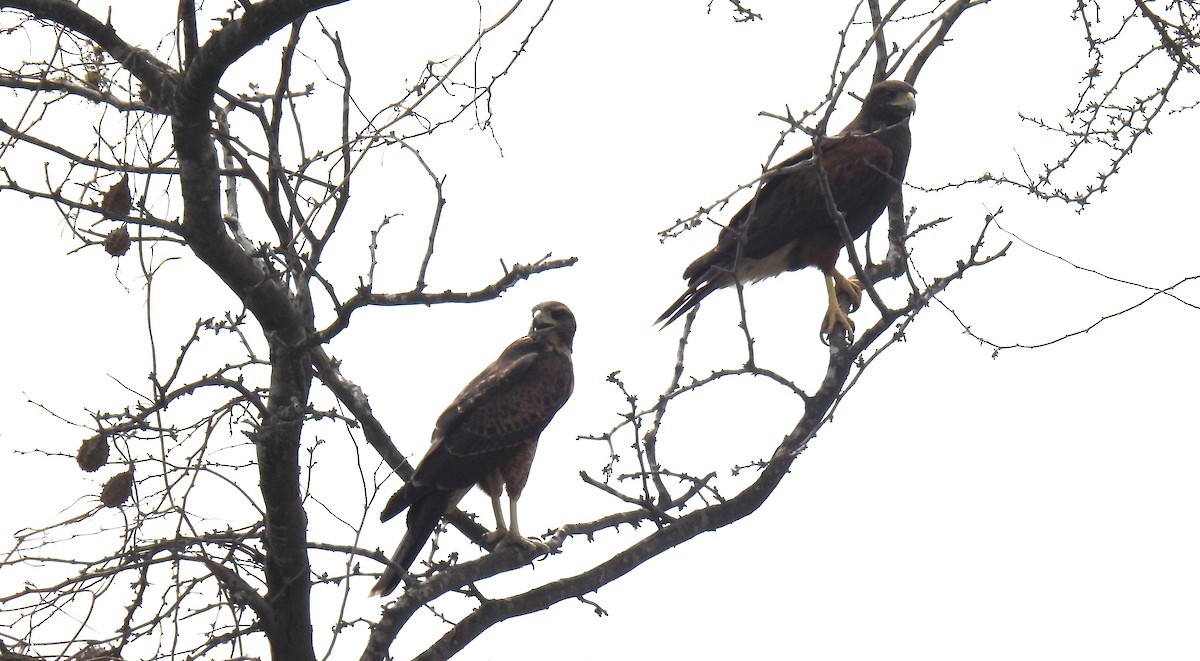 Harris's Hawk - ML91199031