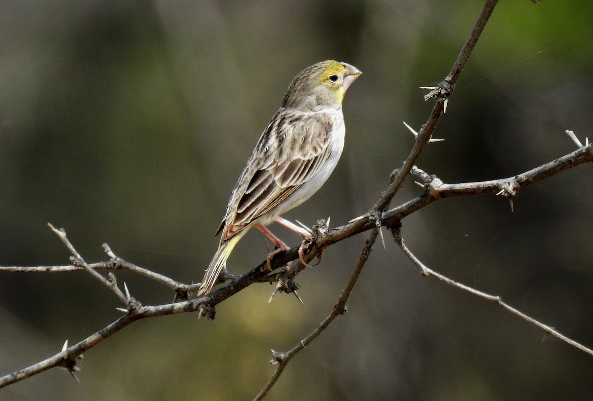 Sulphur-throated Finch - ML91199221