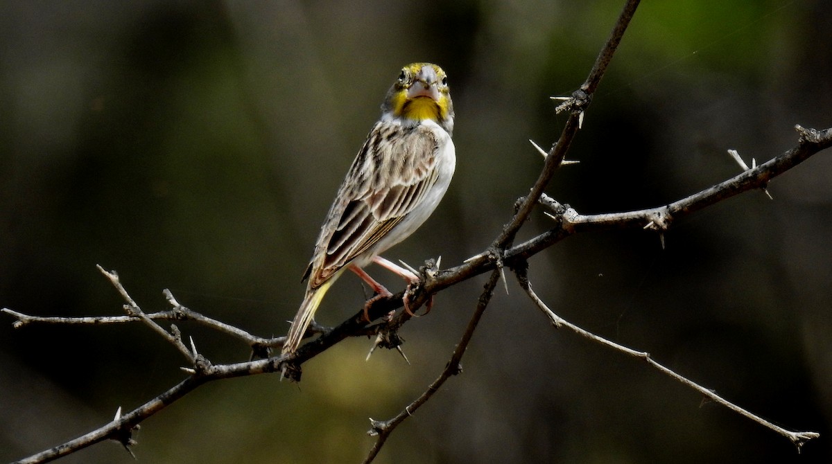 Sulphur-throated Finch - ML91199241