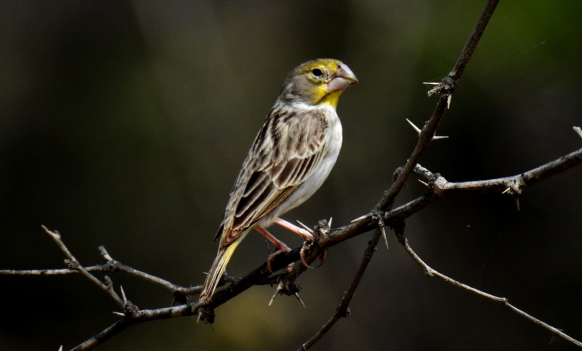 Sulphur-throated Finch - ML91199261