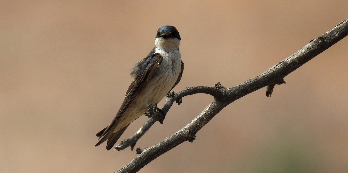 Tumbes Swallow - Fernando Angulo - CORBIDI