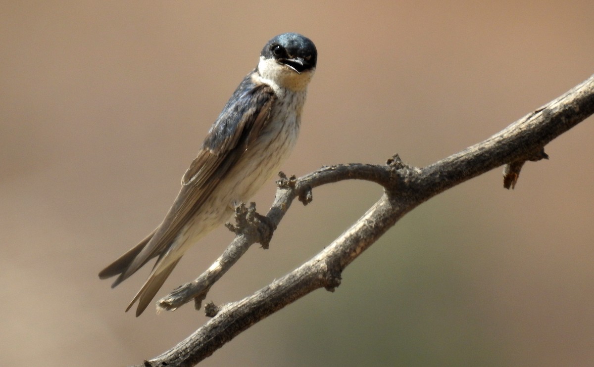 Tumbes Swallow - Fernando Angulo - CORBIDI