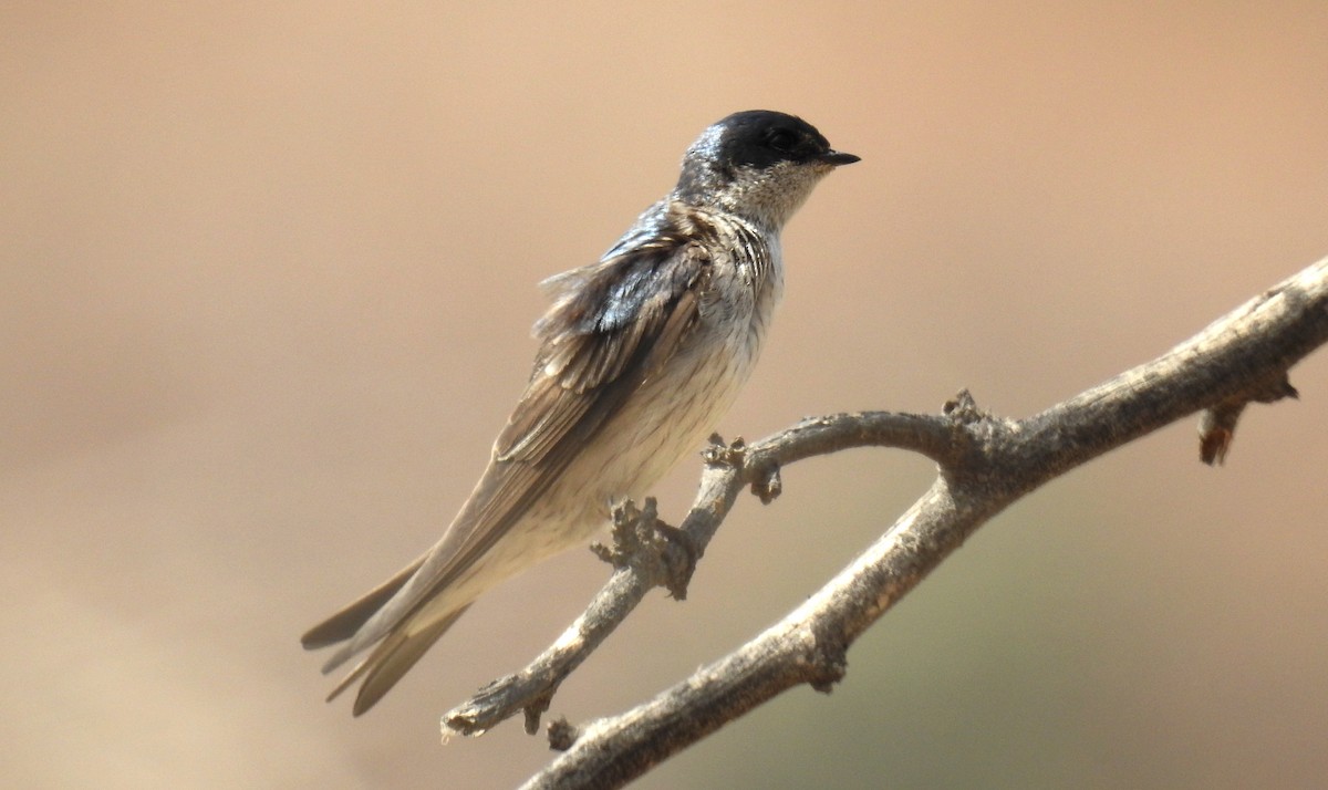 Tumbes Swallow - Fernando Angulo - CORBIDI