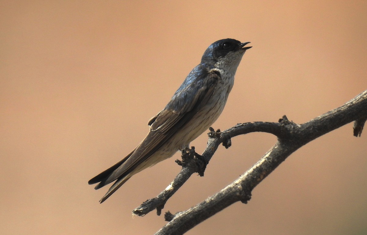 Tumbes Swallow - Fernando Angulo - CORBIDI