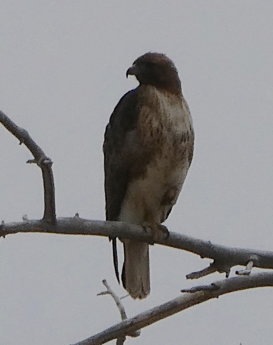 Red-tailed Hawk - Jeanne Lizik