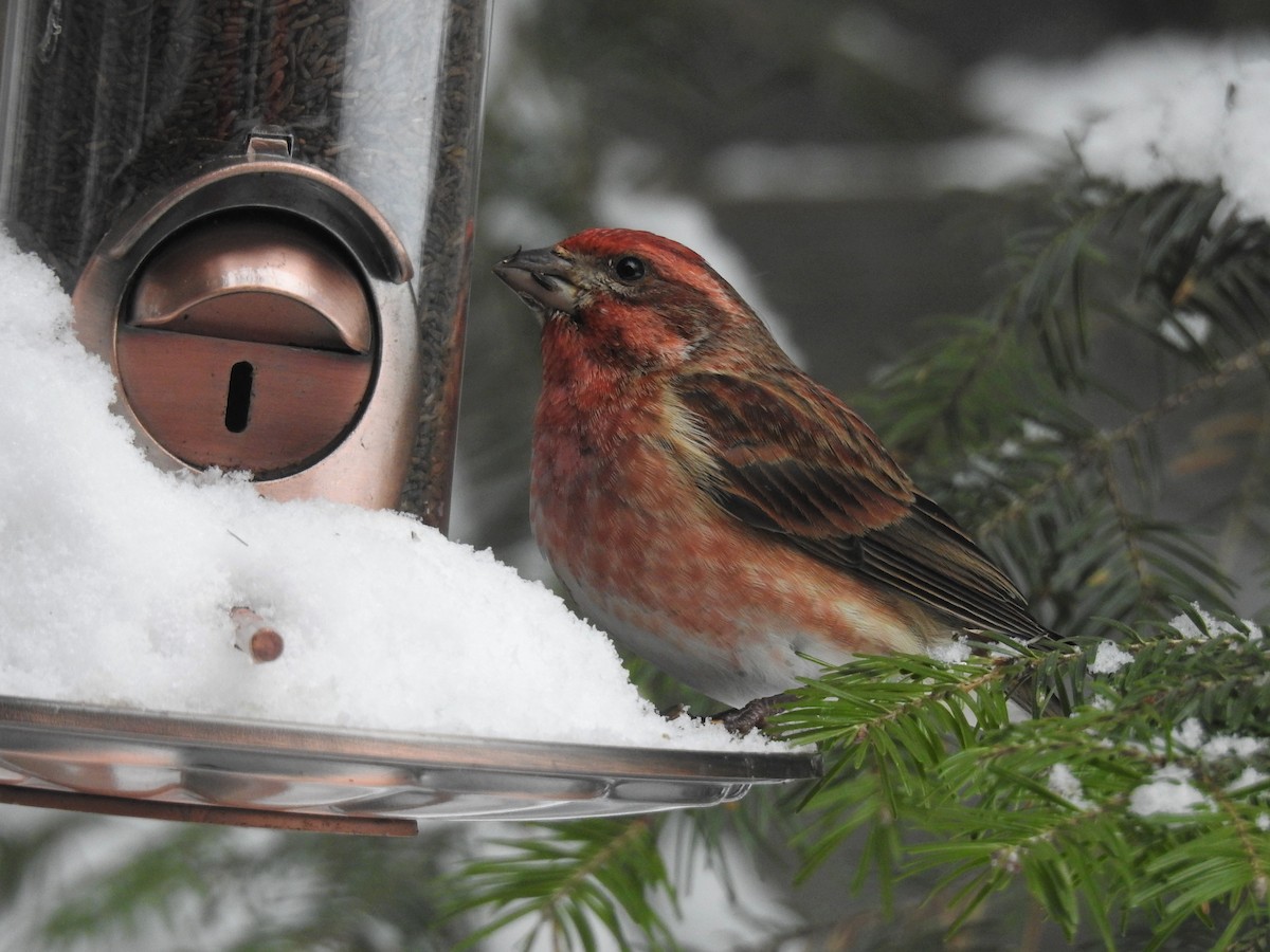 Purple Finch - ML91202081