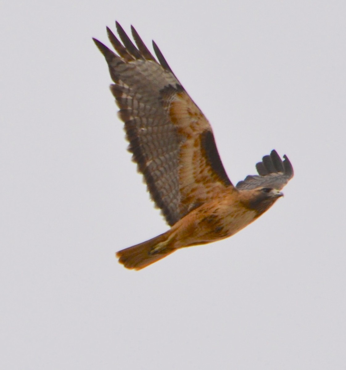 Red-tailed Hawk - Margaret Merar