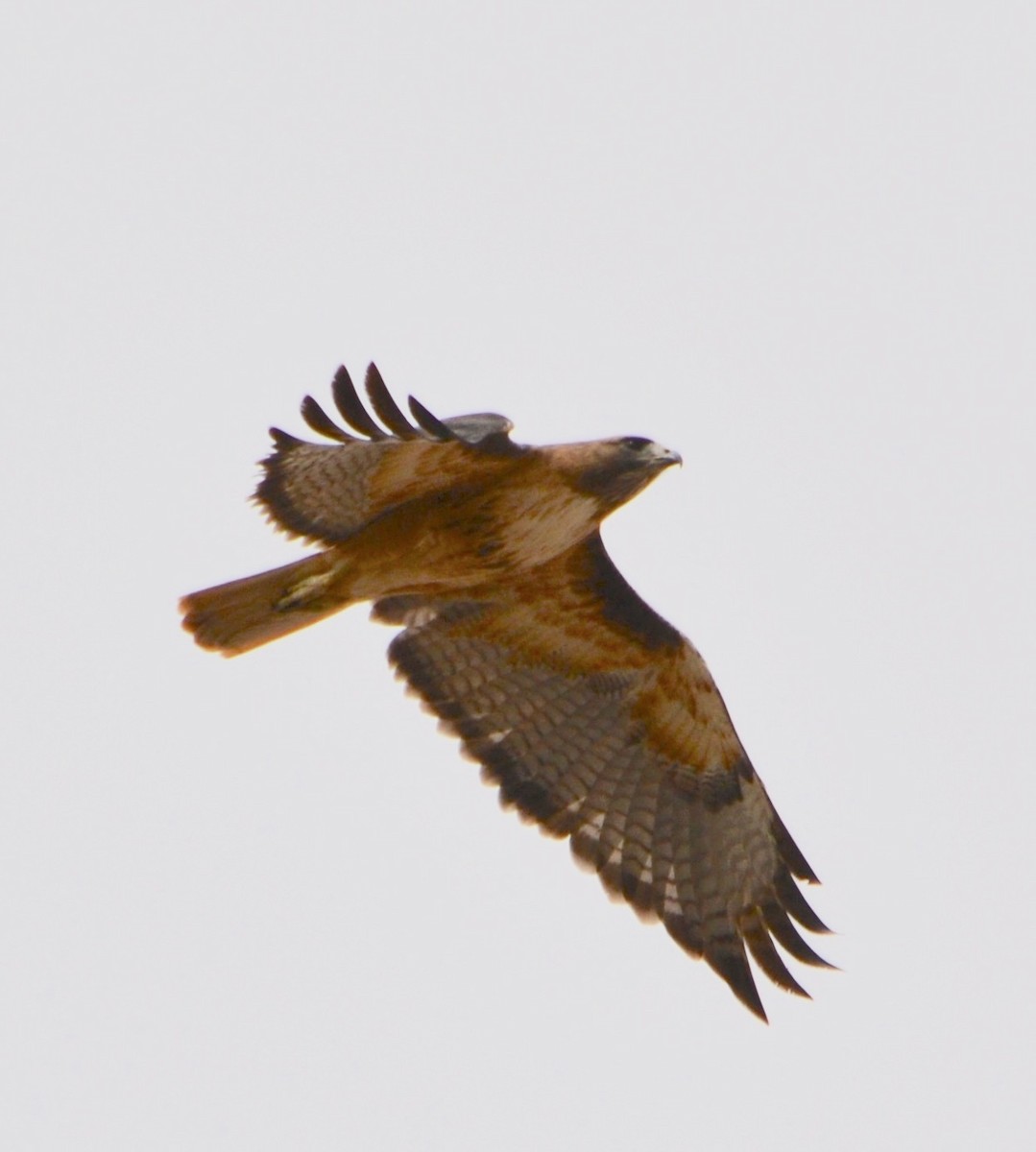 Red-tailed Hawk - Margaret Merar