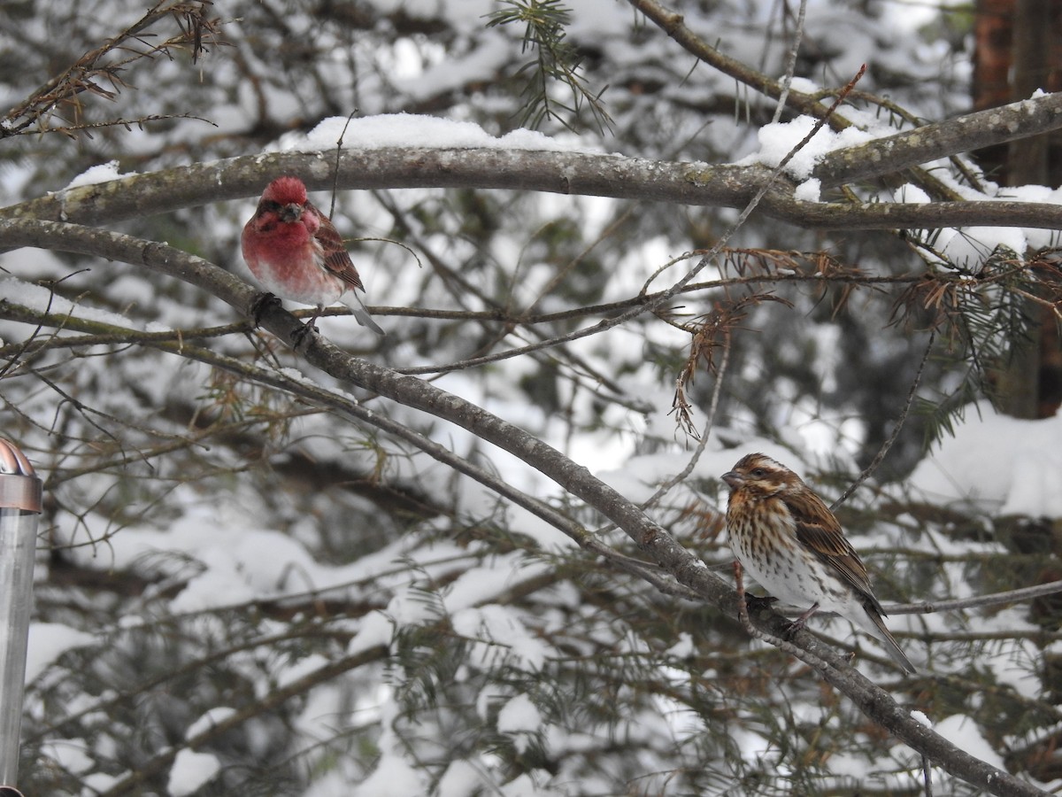 Purple Finch - Stephane Demers