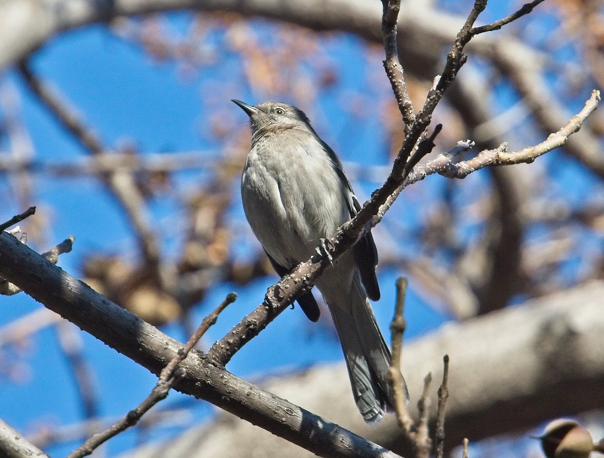 Northern Mockingbird - ML91203441