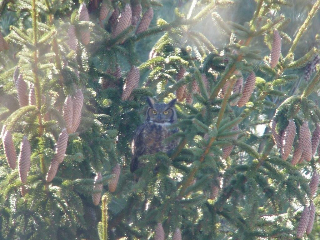 Great Horned Owl - ML91203601