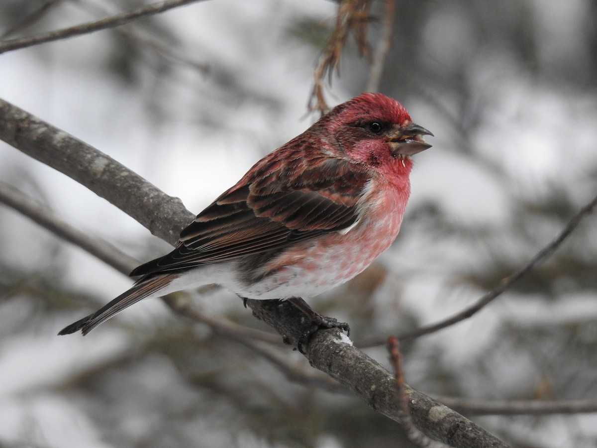 Purple Finch - Stephane Demers