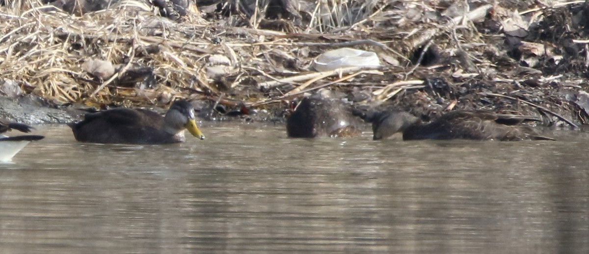 American Black Duck - ML91204431