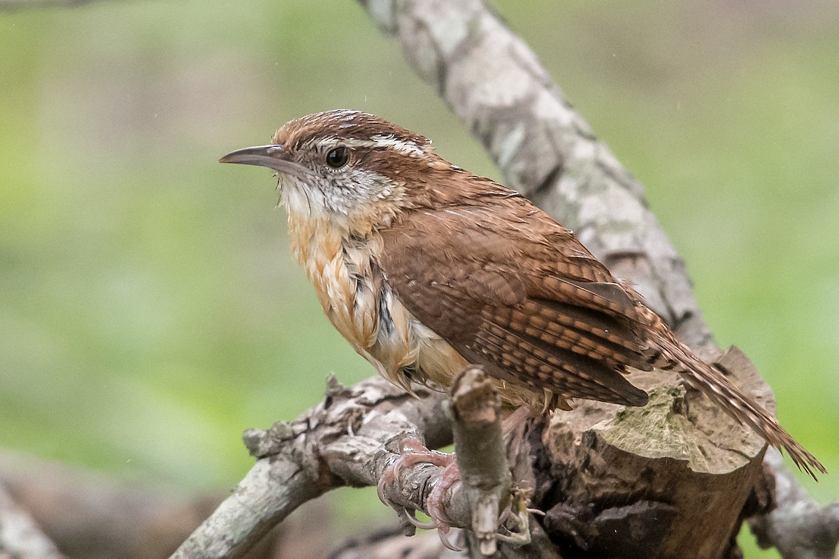 Carolina Wren - ML91204891