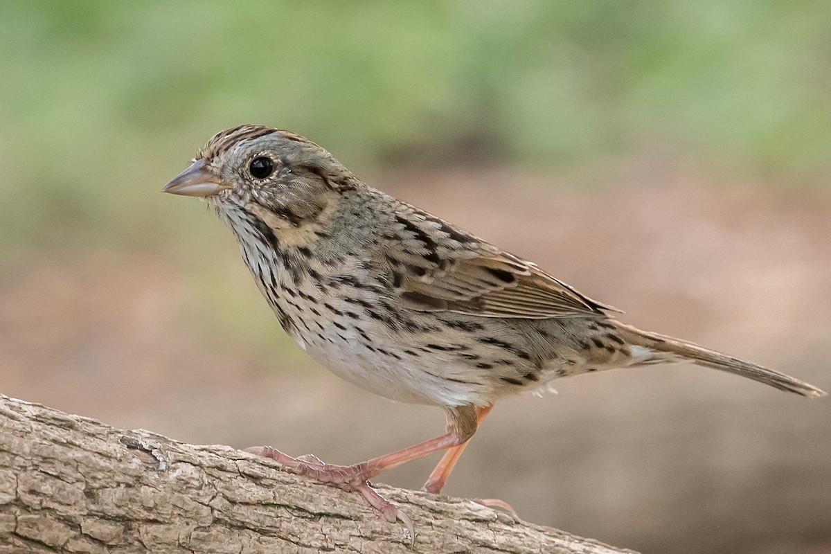 Lincoln's Sparrow - ML91205171