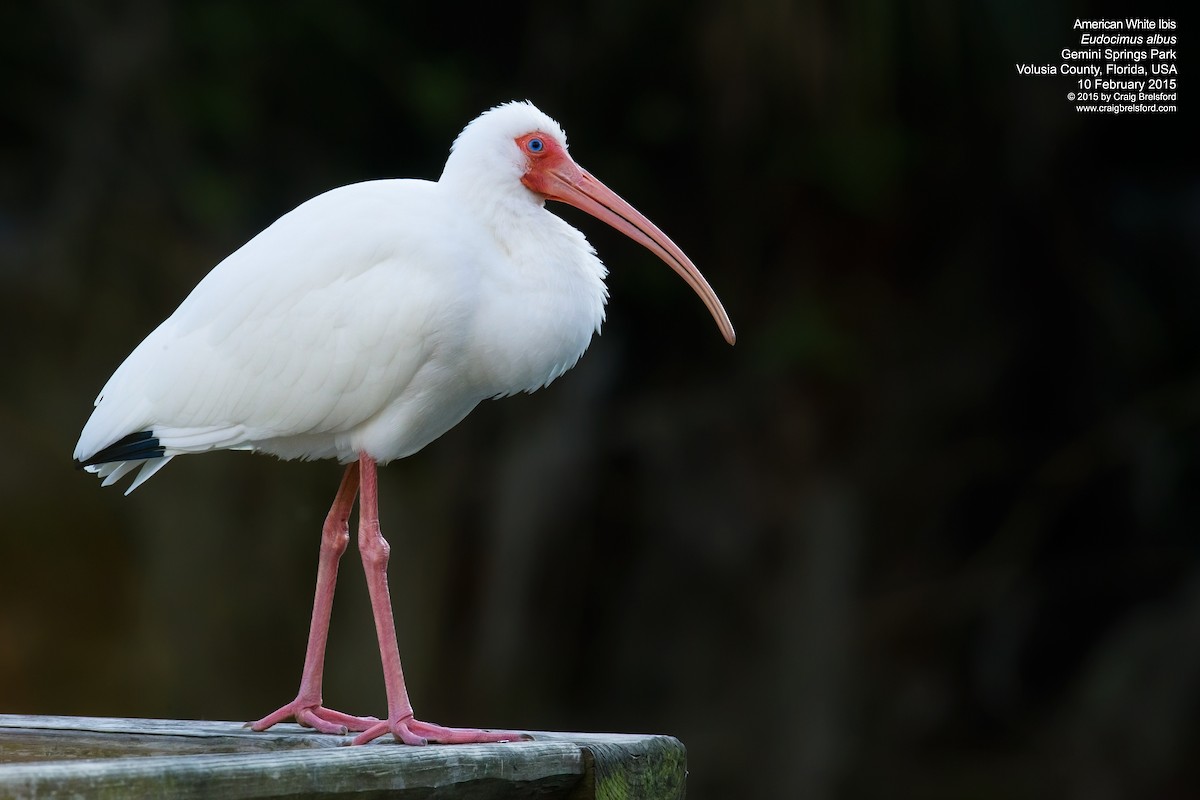 ibis bílý - ML91205251