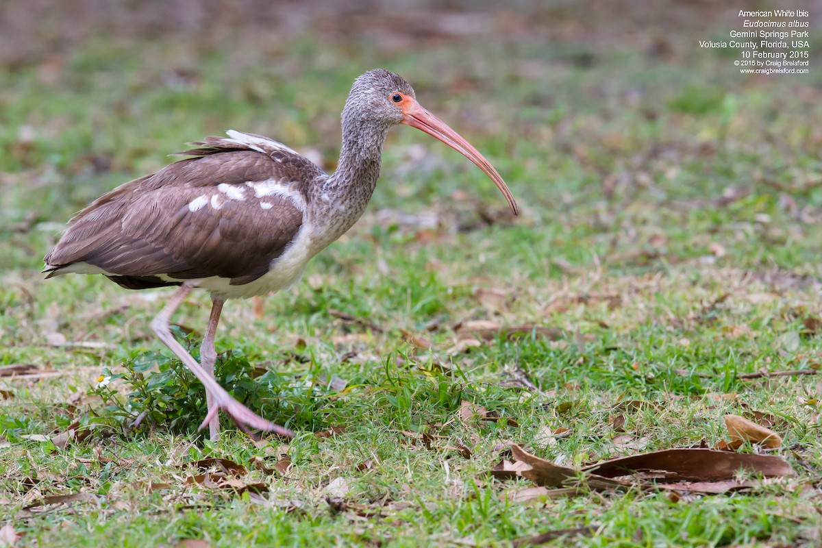 White Ibis - ML91205311