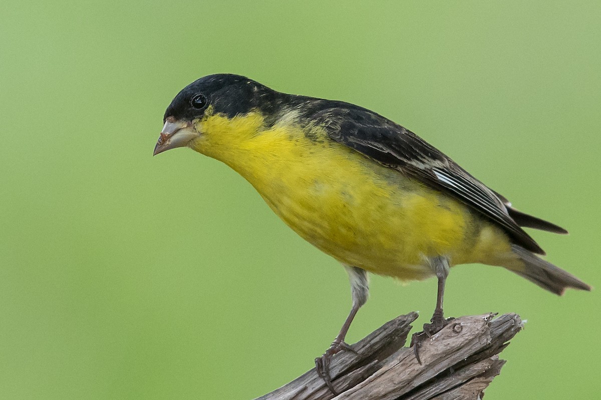 Lesser Goldfinch - ML91205351