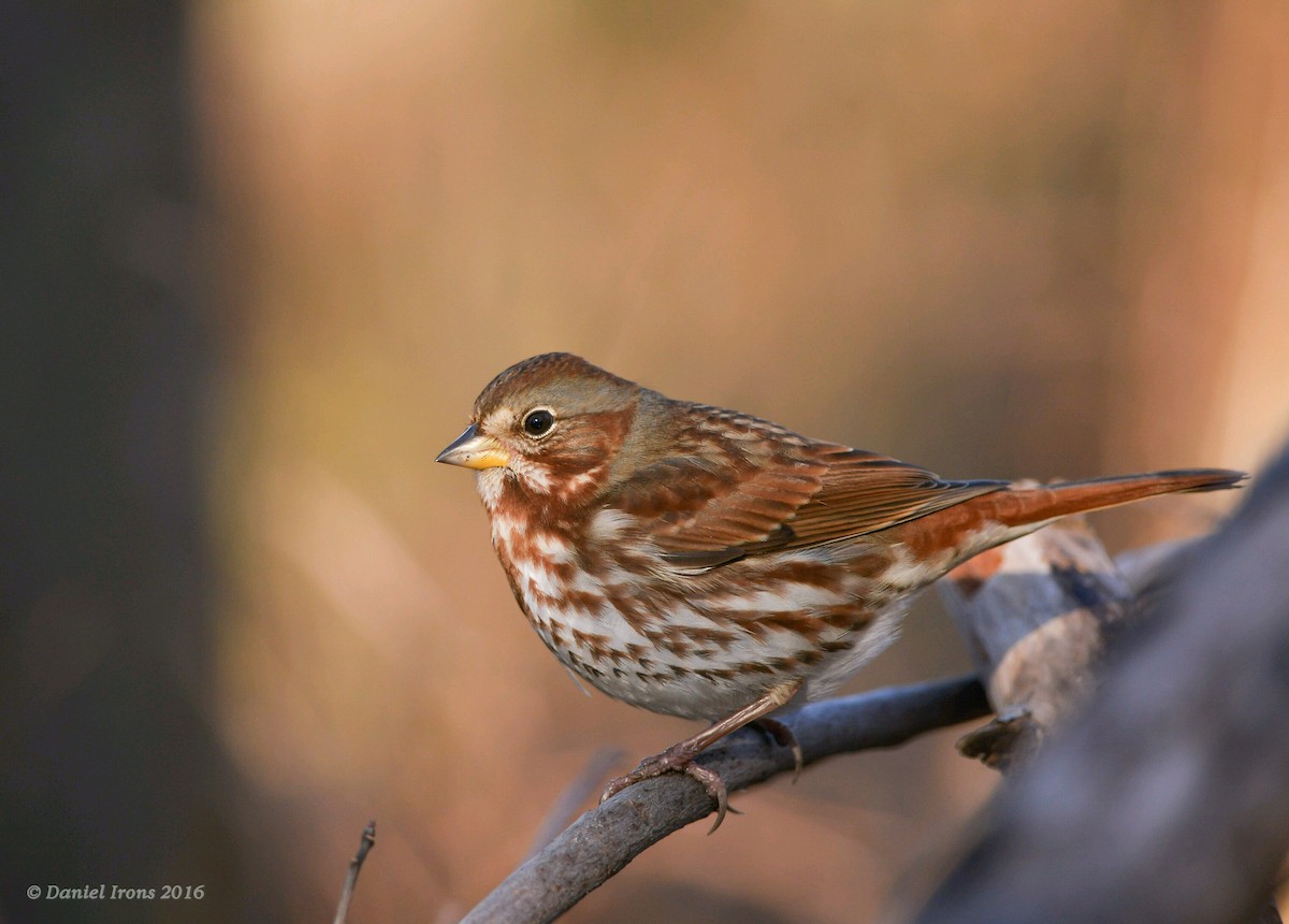 Fox Sparrow (Red) - Daniel Irons