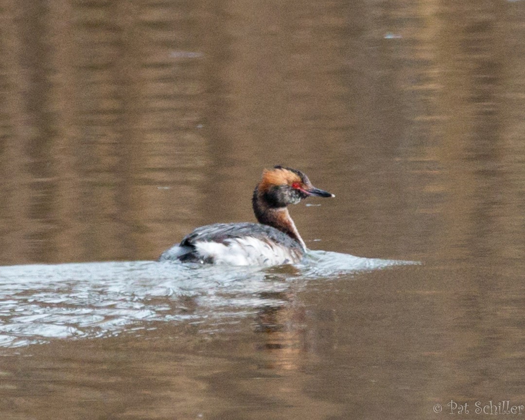 Horned Grebe - Theresa Schiller