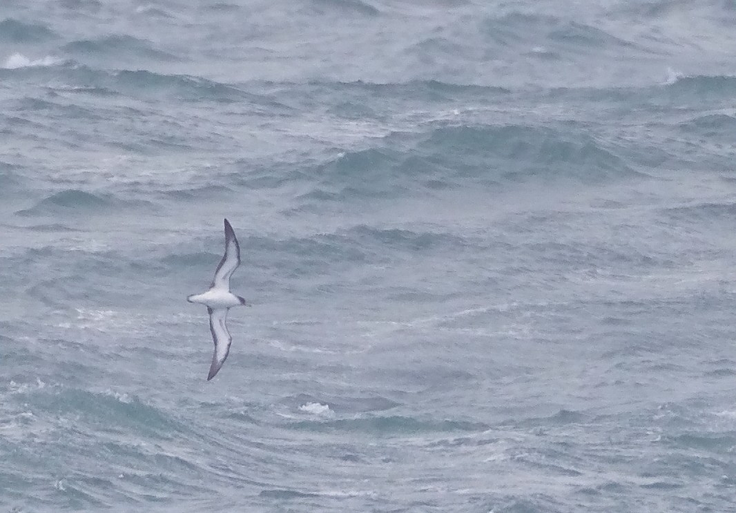 Cory's Shearwater - Fredrik  Strom