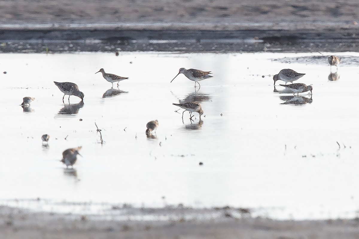 Long-billed Dowitcher - ML91214971