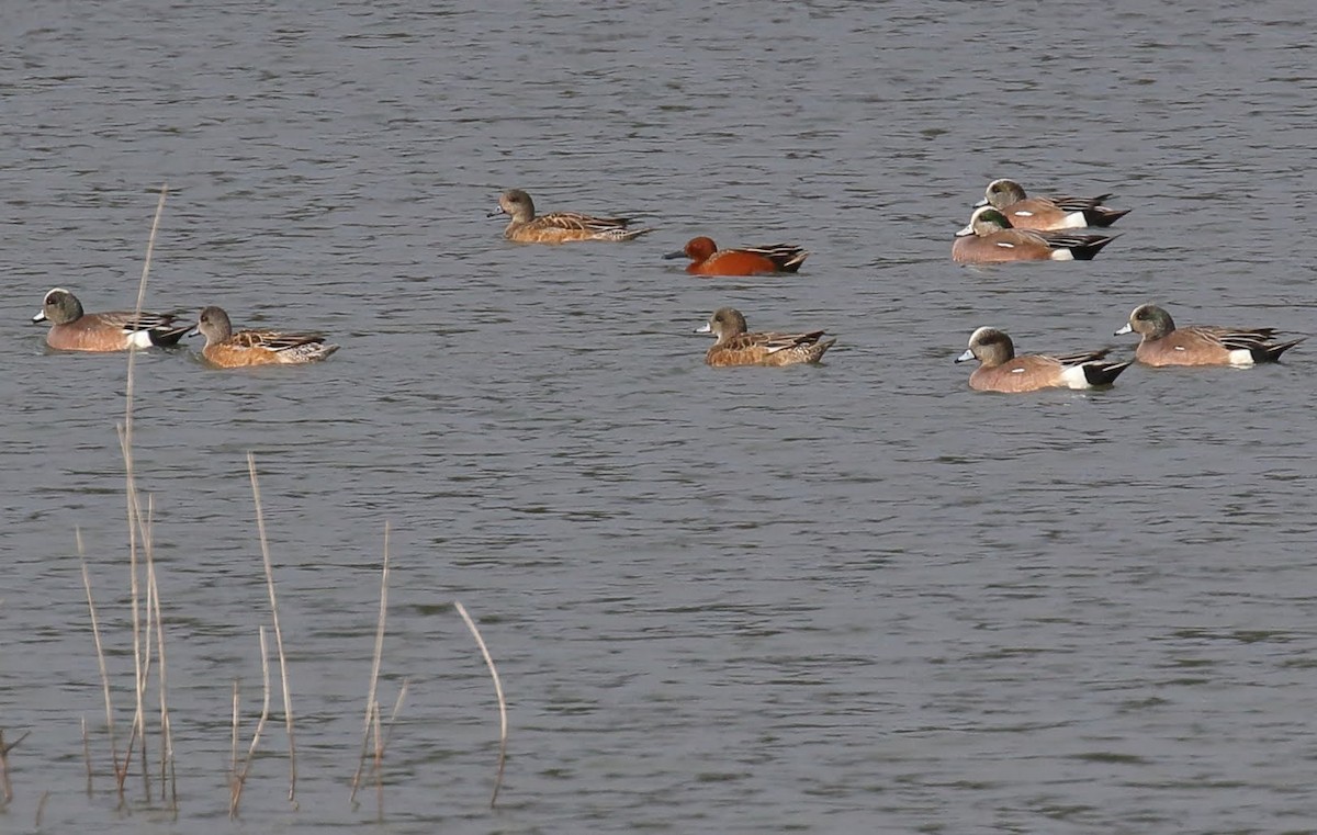 Cinnamon Teal - Keith Leland