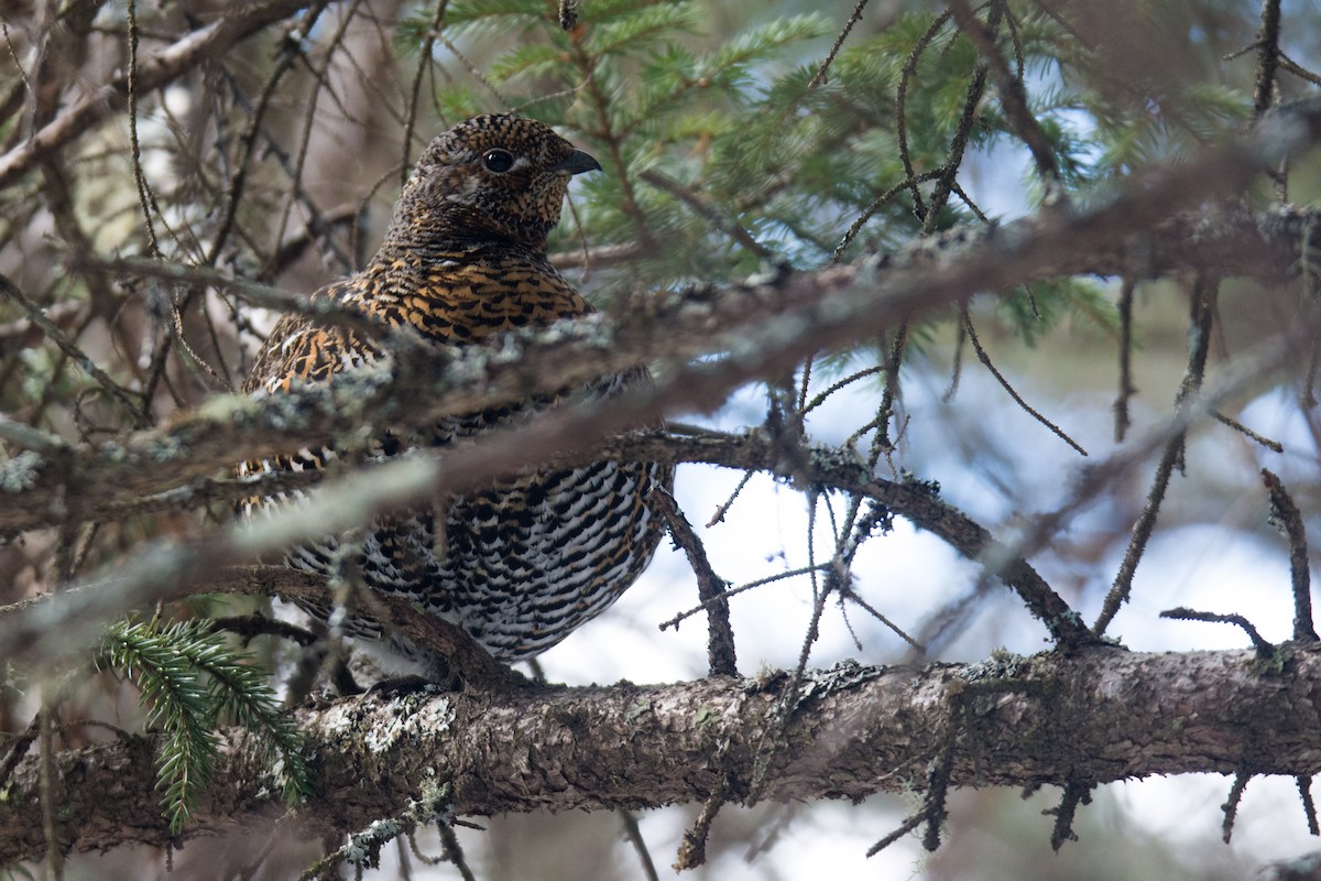 Spruce Grouse - Frank Lehman