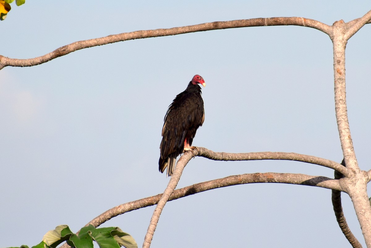 Turkey Vulture - ML91216971