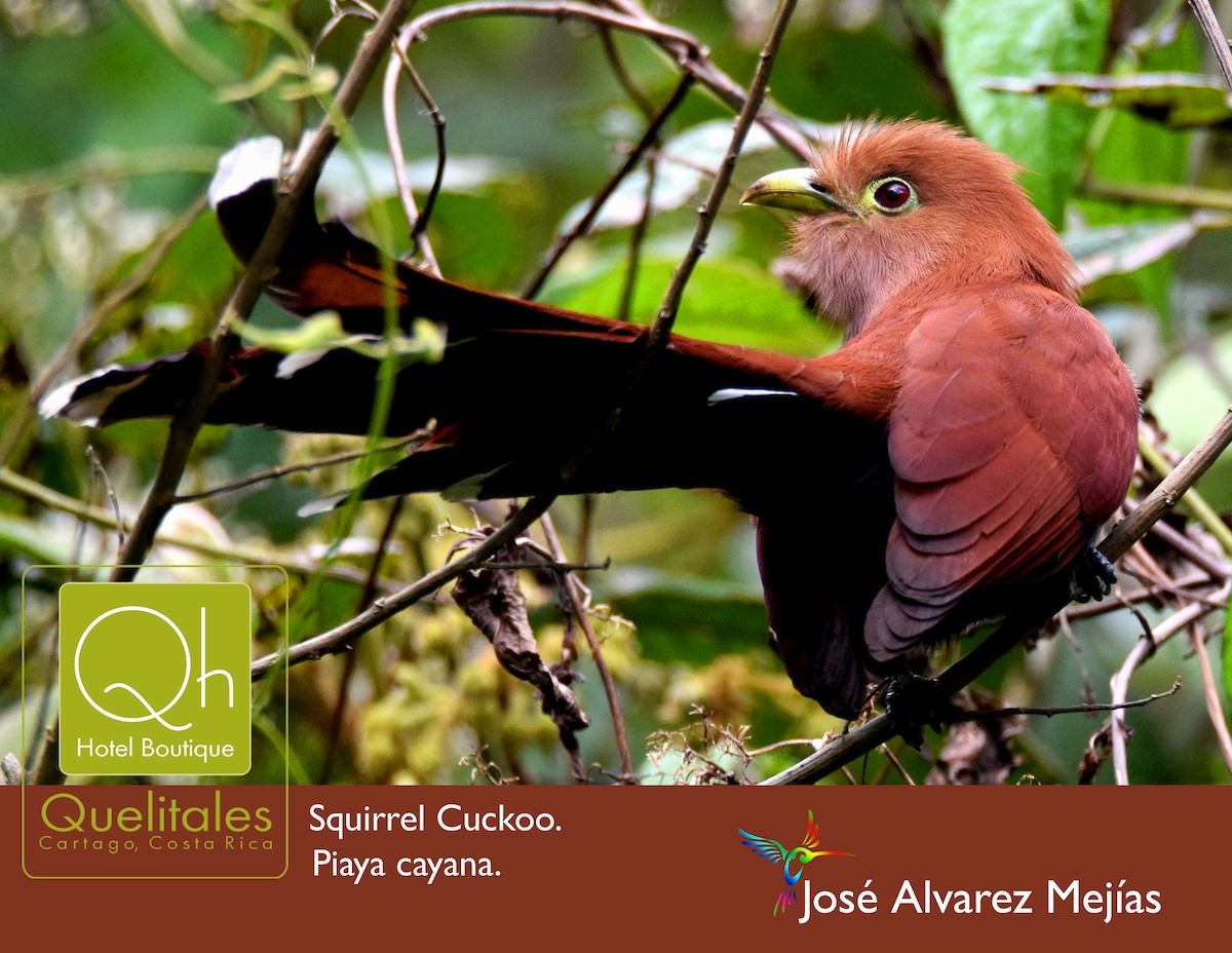 Squirrel Cuckoo - ML91217581