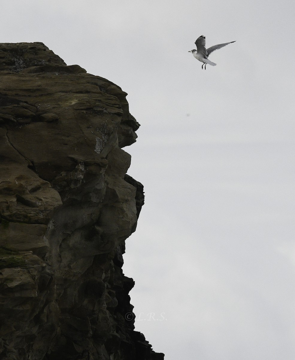 Black-legged Kittiwake - Lisa Sheridan