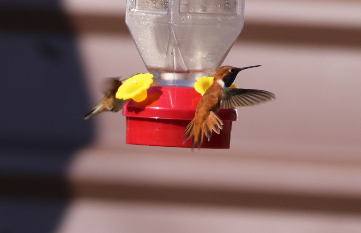 Rufous Hummingbird - ML91220851