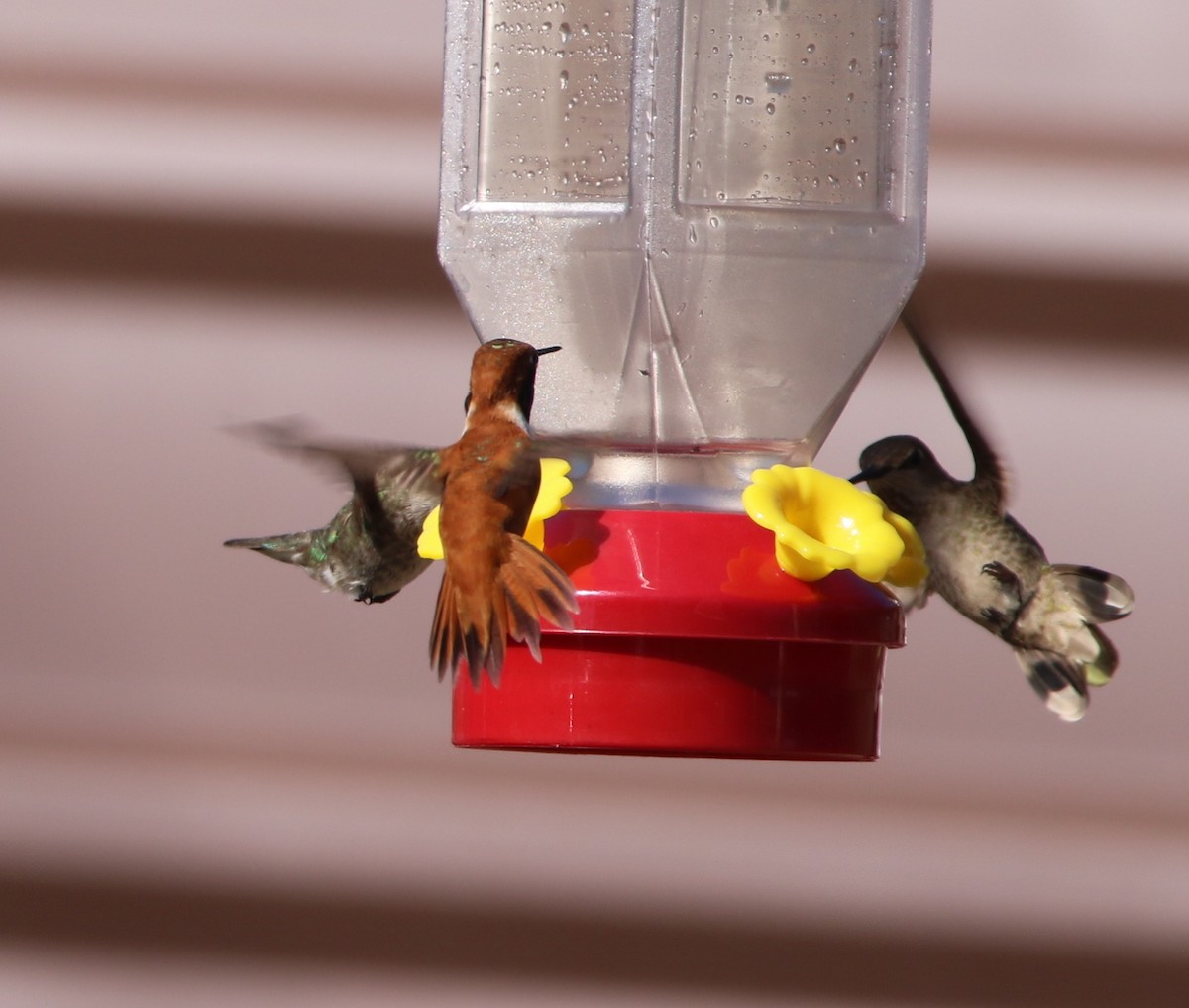 Rufous Hummingbird - ML91220871