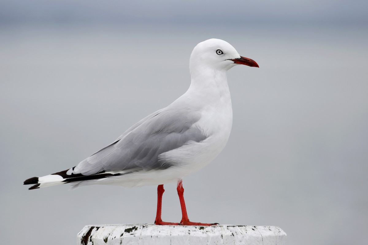 Mouette argentée (scopulinus) - ML91221571