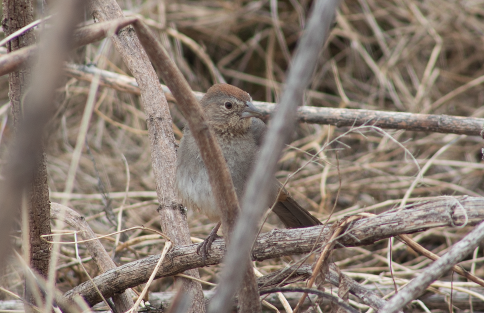 Canyon Towhee - ML91223691