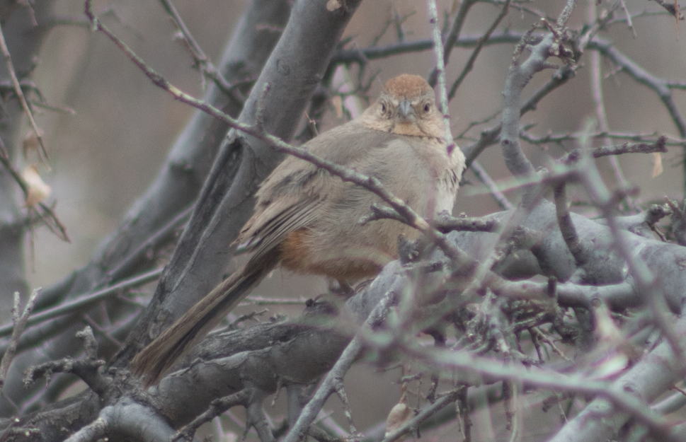 Canyon Towhee - ML91223801